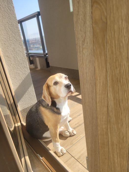 Adopcja - Beagle