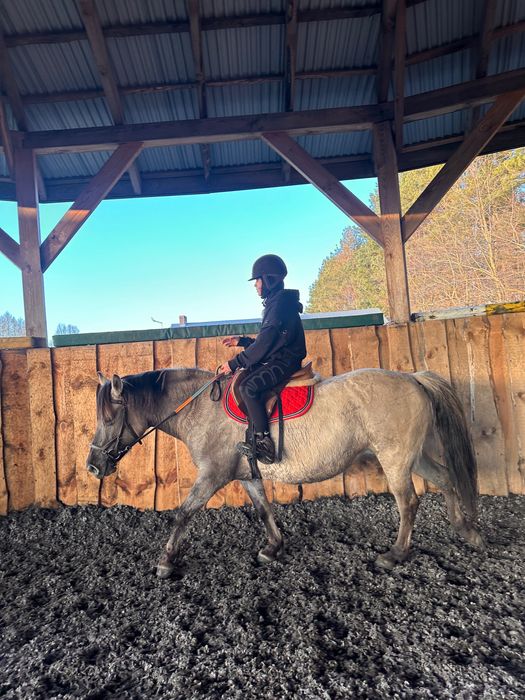 Klacz konik polski 8 lat