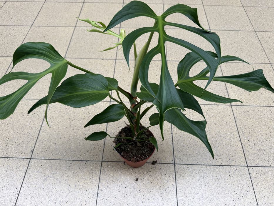 Monstera Burle Marx Flame  piekny duzy okaz