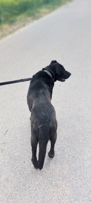 Starszy psiak Rodos szuka domu stałego lub tymczasowego