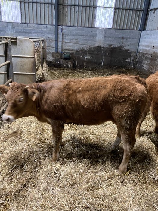 Vitelas cx de Limousines