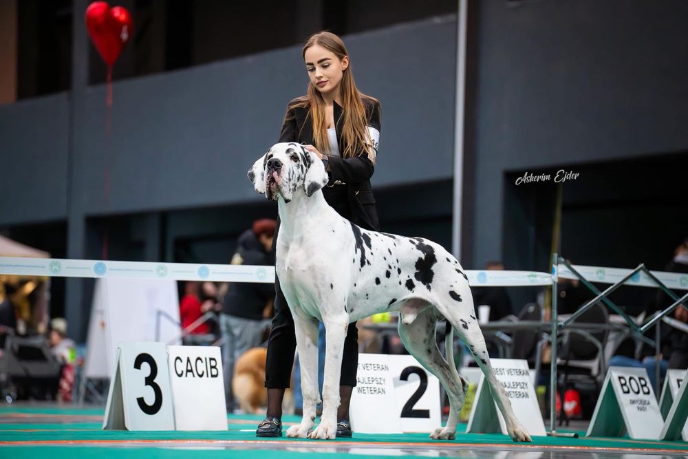 Dog niemiecki arlekin - dorosly samiec FCI/ ZKwP