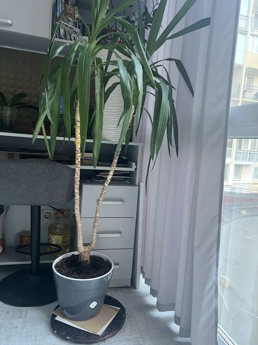 Юка, кімнатна рослина 1,65 см