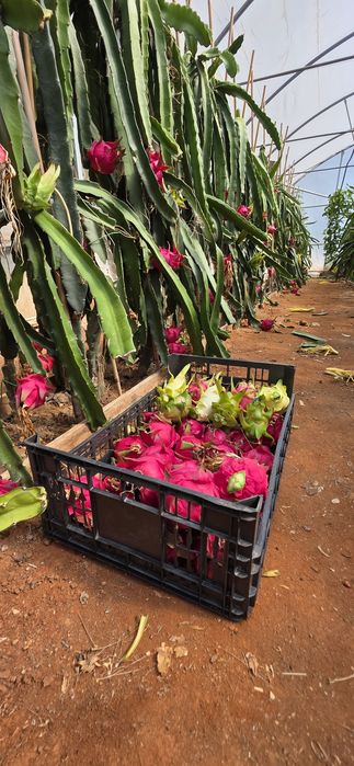 Pitaya fruta e plantas