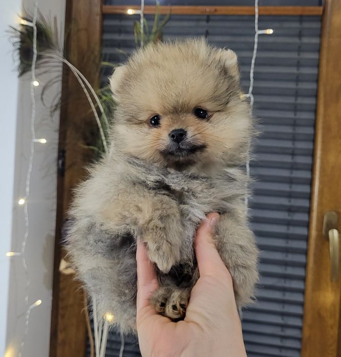 Pomeranian boo ,szpic miniaturowy,  600gr