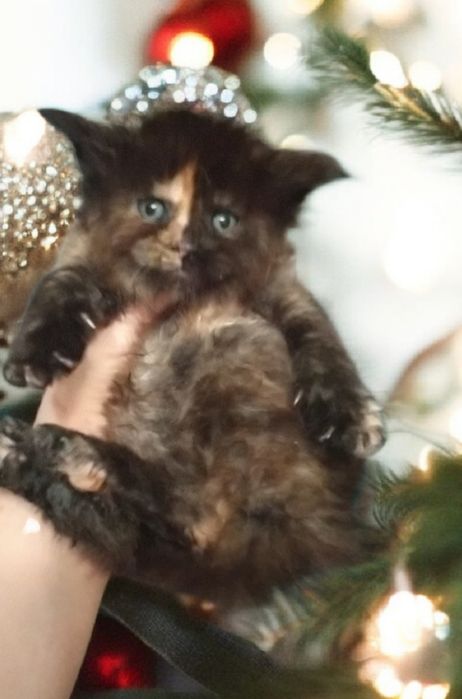 Свободны красотки девчушки