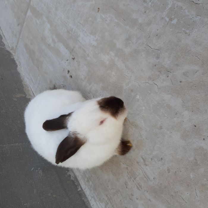 Продам самця каліфорнія, не на забой.