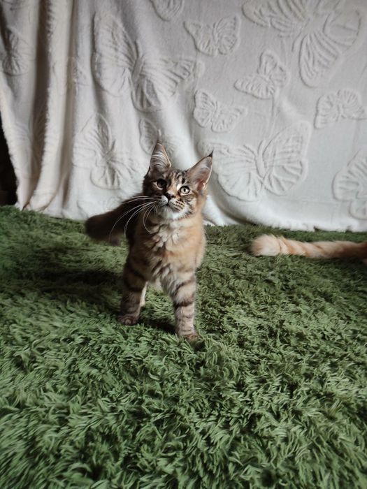 Котёнок Мейн кун девочка