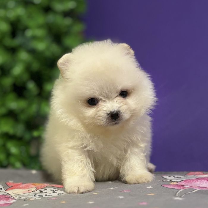 шикарний Хлопчик Міні