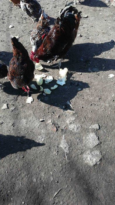 Лівенська ситцева порода курей, інкубаційне яйце, молодняк