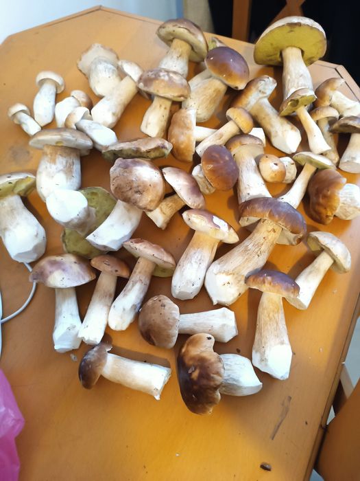 Grzyby świeże z lasu więcej w opisie