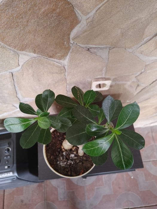 Адениум адениум. Роза пустыни