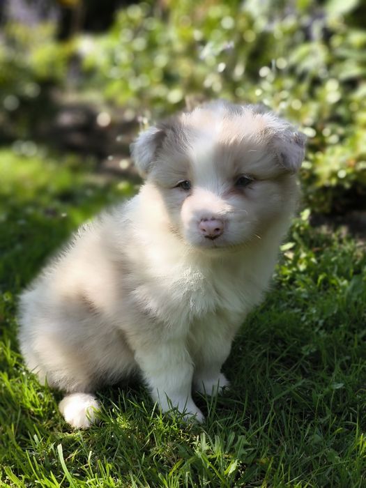 Border collie ZKWP FCI piesek red merle