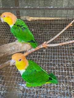 Marianinhas - Pionites