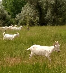 Коза,козел, мясо