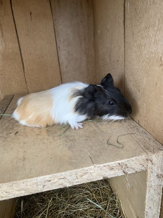 Морські свинки молоді так і старші