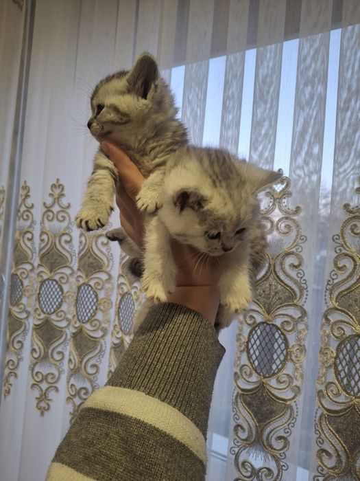 Продам   кошення