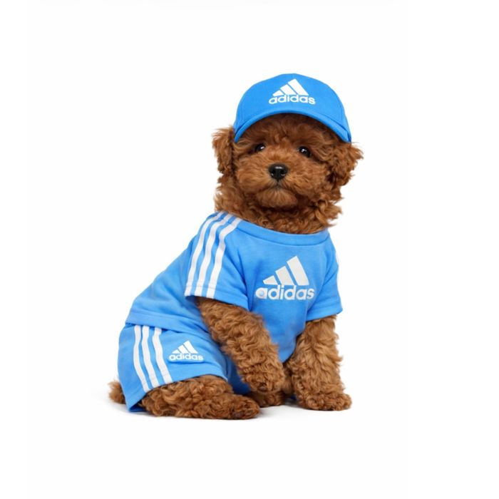 !!Puppy Ласкаве сонечко !міні стандарт !Батьки Китай !!