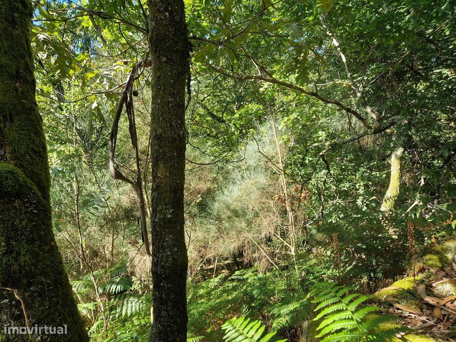 Terreno  Venda em Mosteiro,Vieira do Minho