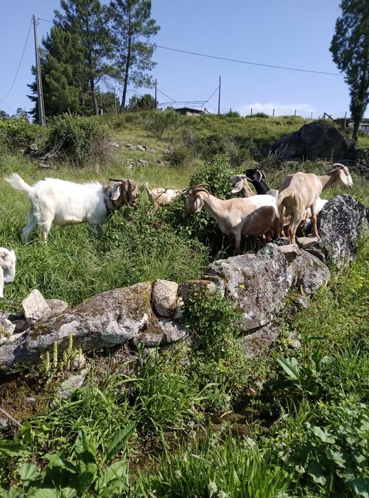 Cabras boa qualidade