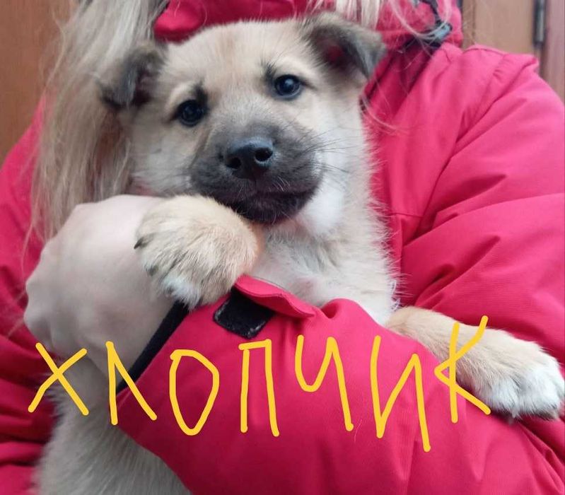 Цуценята від мами Хаскі