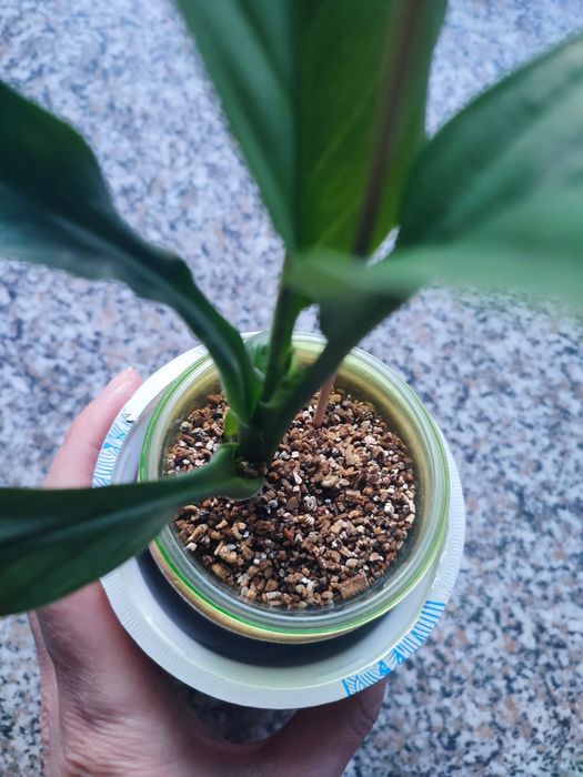 Спатіфіллум гігант Сенсація продам дітку