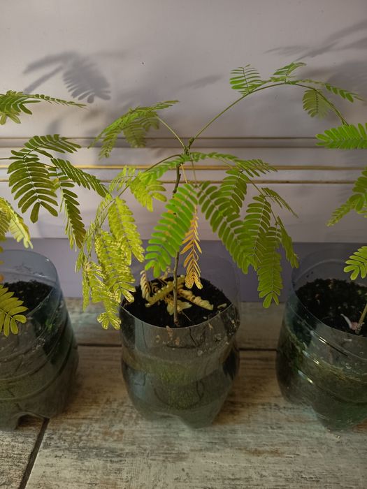 Ленкаранская акация