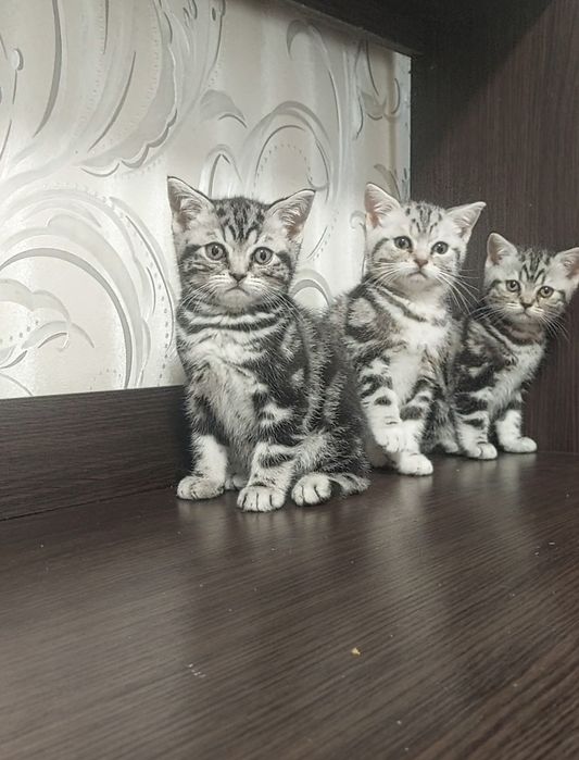 Мармурові кошенята