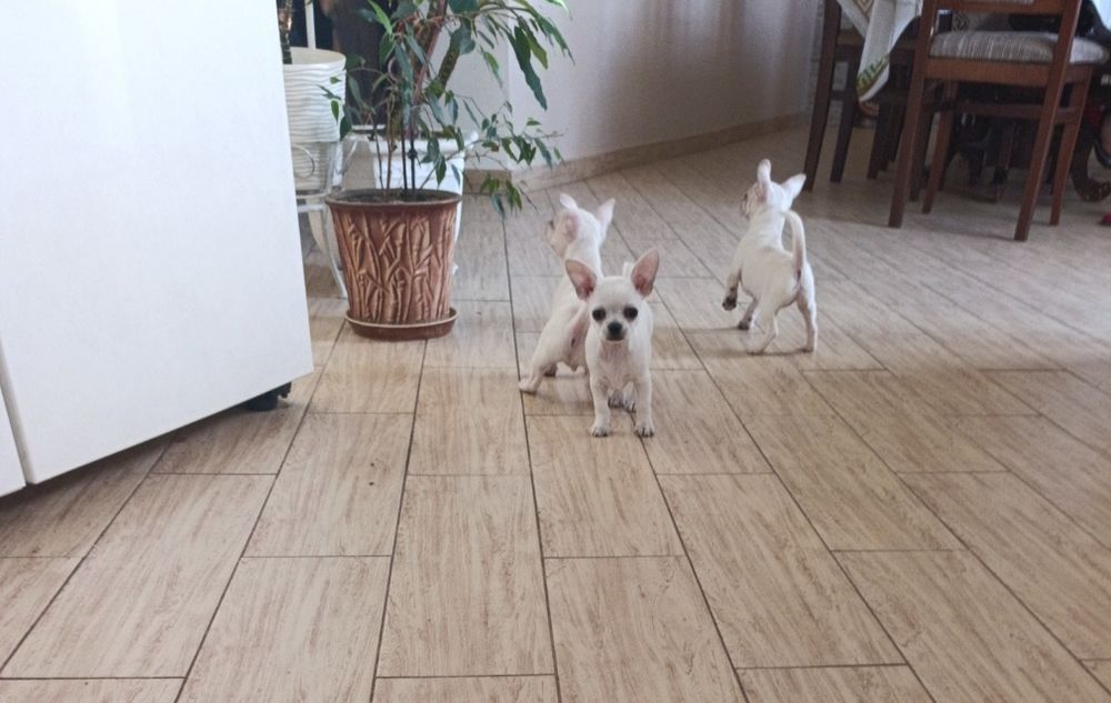 Чіхуахуа — 2 дівчинки та 1 хлопчик