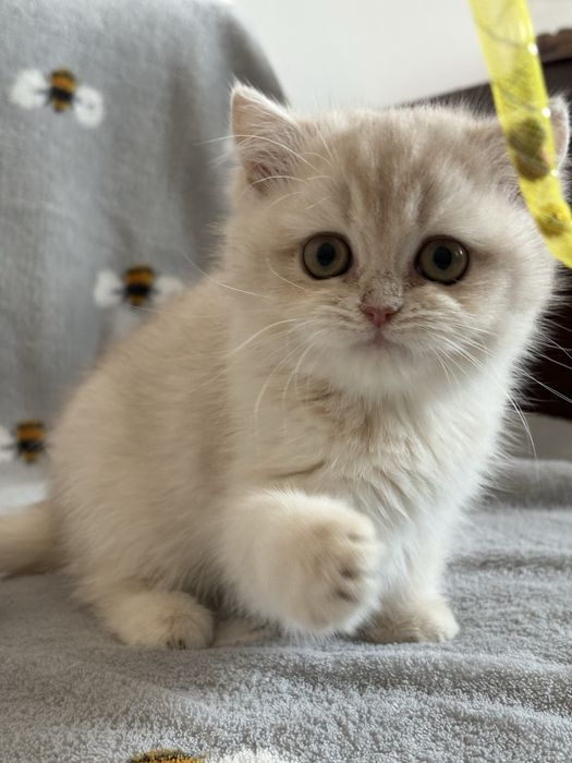 Dziewczynka brytyjska