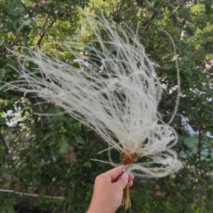 Ostnica stipa suszona dla bukietów
