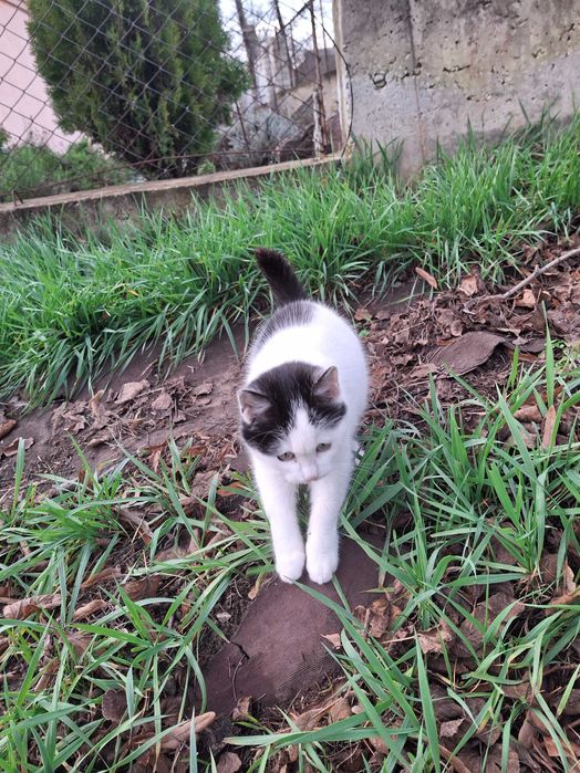 Кошечка, кошенята, котики Первомайск