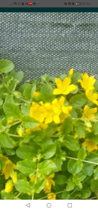 Tojeść rozesłała 10 sadzonek  świetna roślina na skalniak