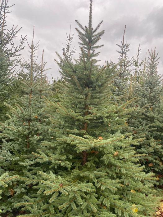 Świerk zielony, srebrny