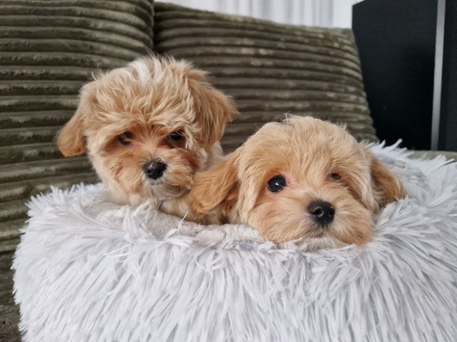 Maltipoo f1 xxs  mini SUNIA