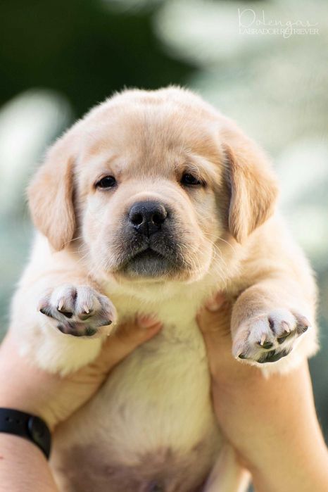 Лучшая порода - щенки лабрадора в питомнике Dolenga's