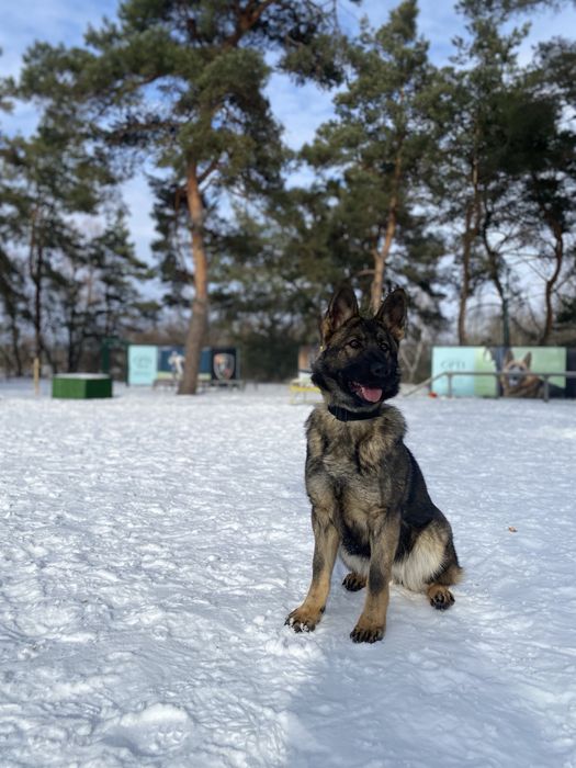 Німецька вівчарка 08.06.25
