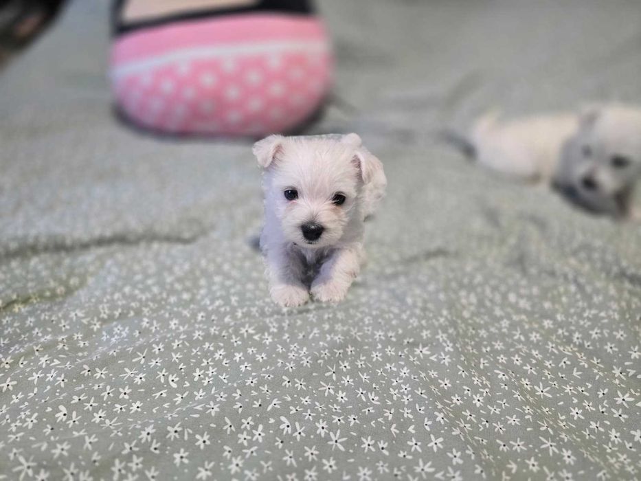 West Highland White Terrier-szczeniaki