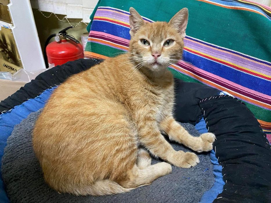 Руда киця у добрі руки