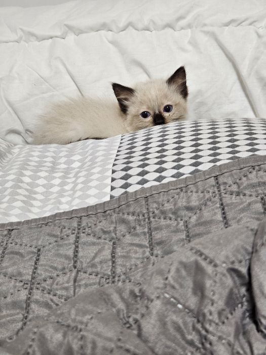 Cudne  Kotki  Ragdoll