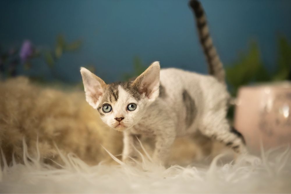 Devon Rex- chłopiec
