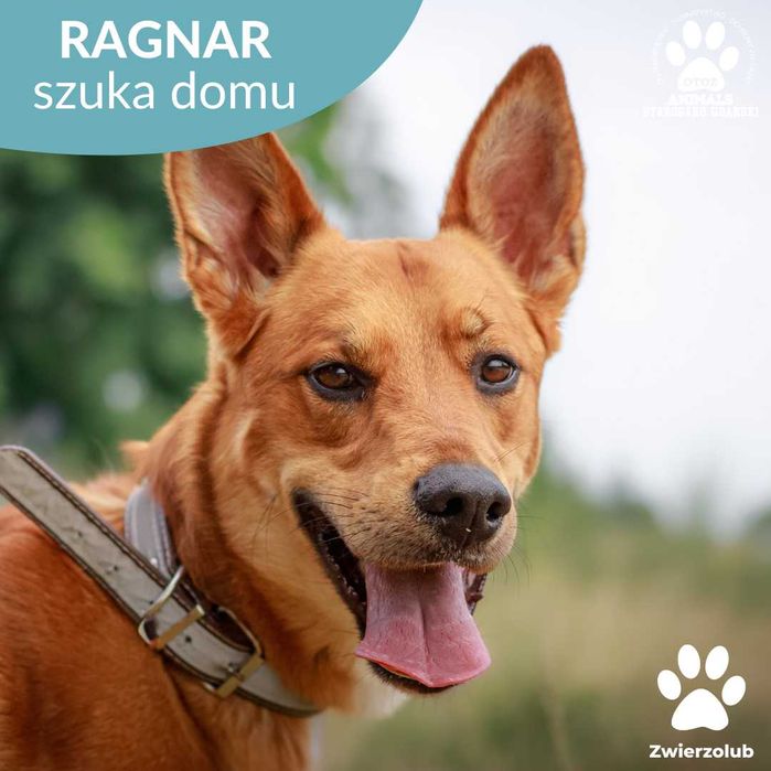 Energiczny pies Ragnar do adopcji