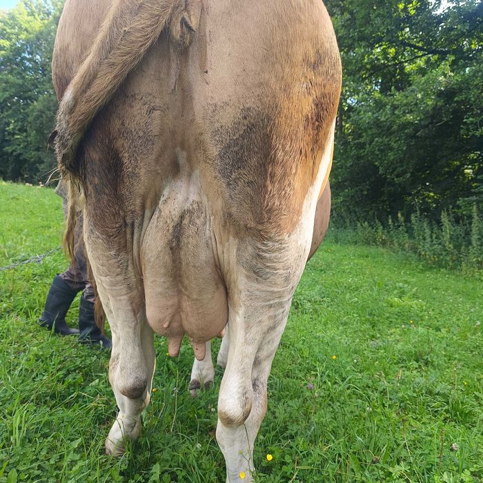 Sprzedam krowę simentalkę