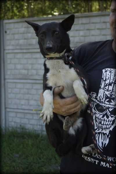 Spokojna Tinka szuka nowego domku