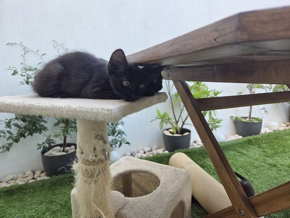 Gatinhos machos para adoção