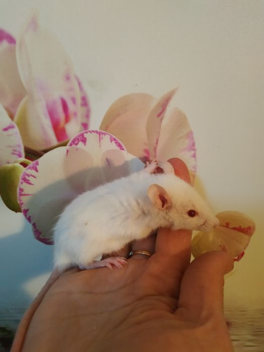 Дамбо стандарт добрі криси щурики Рекс крыса клетка доставка