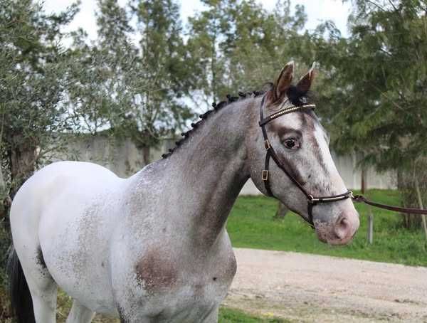 Poldra Luso Warmblood desportiva com 1.5 anos