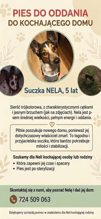 Suczka do oddania