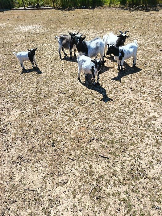 Cabras anãs (machos e fêmeas)