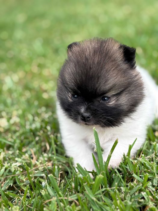 Lulu Pomerânia fêmea c/Lop Spitz Alemão anão